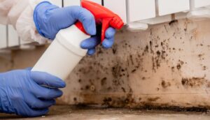 mold experts near me